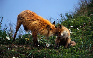 Fox,   couple,  Grass,  Care